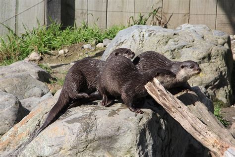 Img3417 Otters Blair Flickr