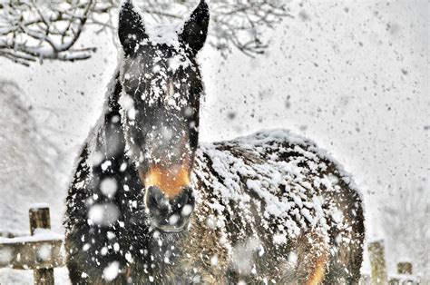 Snow Horse Beautiful Horses Wild Beautiful Horses Beautiful
