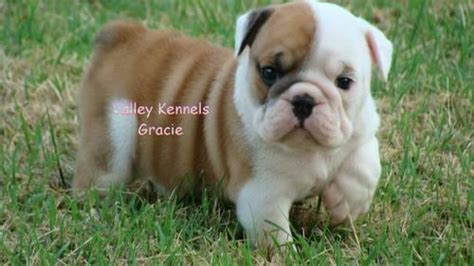 Our puppies are special to us & affordable to you! AKC English Bulldog Puppies for sale for Sale in Locust ...
