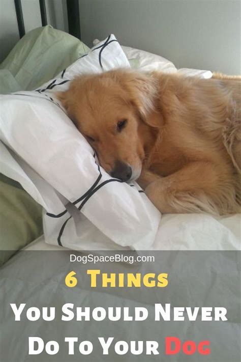 6 Things You Should Never Do To Your Dog Dog Training Advice Best Dog