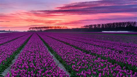 Dutch Tulip Farm Backiee