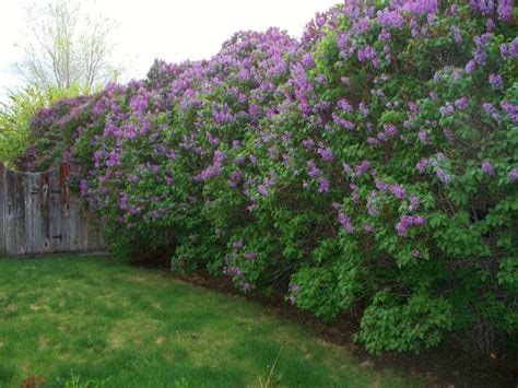 This Lilac Hedge Row Must Smell Wonderful In The Spring Garden
