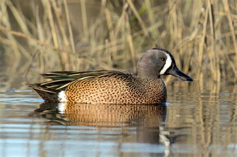 Blue Winged Teal — Eastside Audubon Society