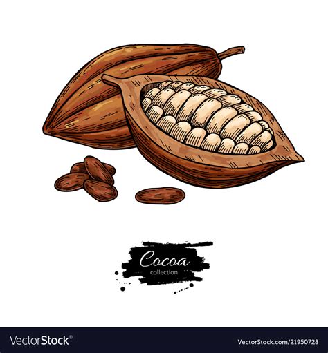 Cocoa Superfood Drawing Set Organic Royalty Free Vector