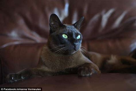 Nz catz incorporated & new zealand cat fancy registered. Pet owners follow dead Burmese cat's GPS tracker to ...