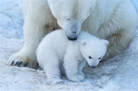 Oso Polar Por Qu Est En Peligro De Extinci N