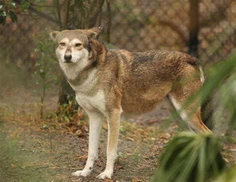 Canis Rufus Red Wolf