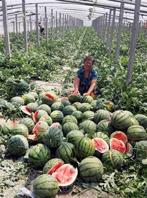 Chinese Farmer Wakes To Find His 3500 Watermelons Slashed Overnight