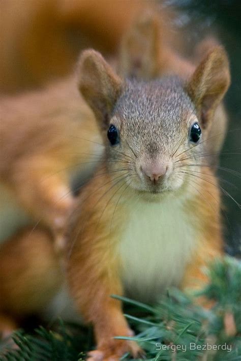 See more ideas about baby squirrel, new baby products, baby stuff pregnancy. Pin by Pat Price on Squirrels | Squirrel pictures, Baby ...