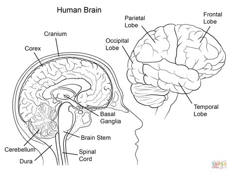 Dibujo De Anatomía Del Cerebro Humano Para Colorear Dibujos Para