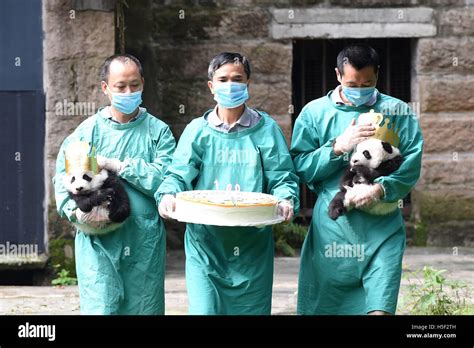 Chongqing China 20th Oct 2016 Zookeepers Take Twin Panda Cubs To