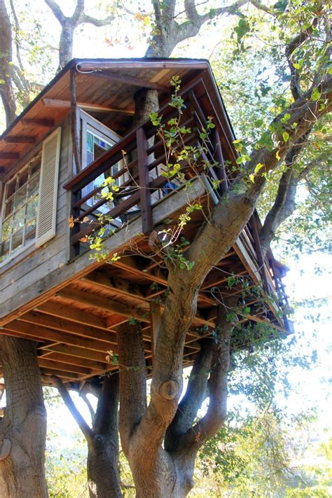 Photos Of Livable Tree Houses