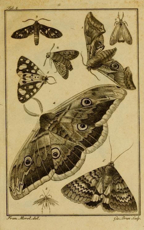 Pin By On Utopia Grunge Posters Vintage Moth Prints Moth Art