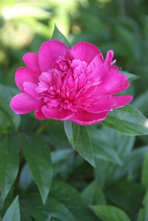 None Is As Showy As The Peony Flower Planting Peony Tubers In The