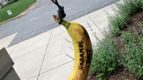 Fbi Helping American University Investigate Bananas Found Hanging From Nooses The New York