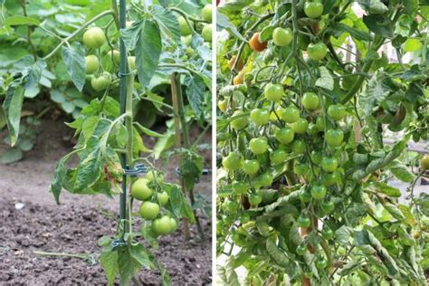 Tomaten mögen es sehr hell und warm! Tomaten wachsen nicht weiter | So werden sie hoch und groß ...