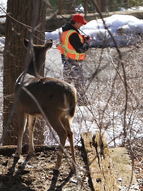 city uses birth control to limit nuisance deer herd