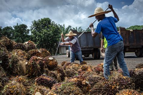 Malaysia Farms Face 3 Billion Hit From Palm Oil Worker Shortage