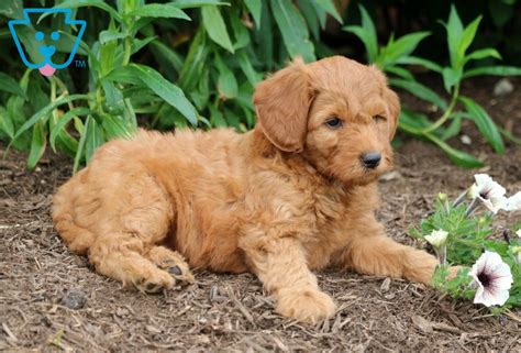 *** for our 2021 puppies we will be requiring a signed spay/neuter contract. Pretty | Goldendoodle - Miniature Puppy For Sale ...