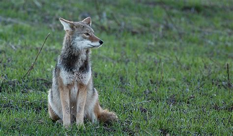 Coyotes Are Here To Stay — And Thats Ok Farm And Dairy