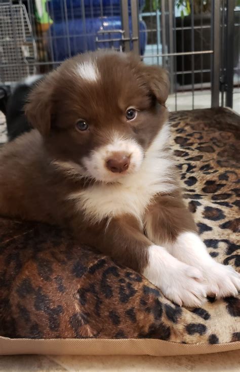 Buy and sell almost anything on gumtree classifieds. 20200223_213921 | Border Collie & Maremma Sheepdog Puppies ...