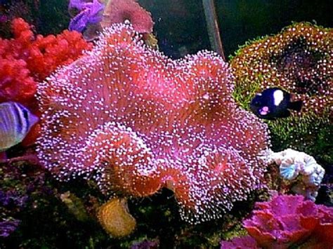Here Are 12 Easy Saltwater Aquarium Reef Corals For