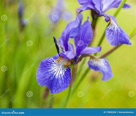 Beautiful Flower Iris Stock Photo Image Of Iris Garden 72806204