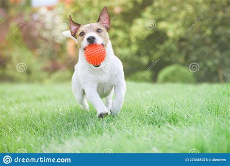 Happy Cheerful Dog Holding Toy Ball In Mouth Running And Playing On