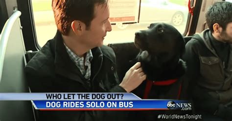 Sweet Dog Figures Out How To Ride The Bus Solo To Take Herself To The