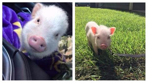 'Piggy Smalls,' pet pig stolen from Fayetteville apartment, reunited ...