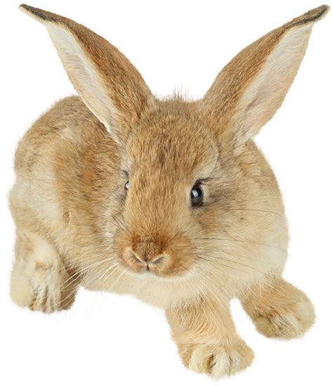 Free Png Rabbits Bunnies Transparent Rabbits Bunniespng Images Pluspng