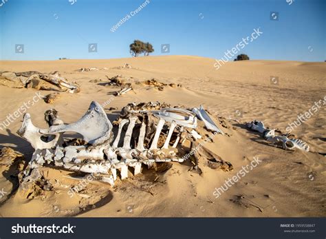 10546 Desert Bones Bilder Stockfotos Und Vektorgrafiken Shutterstock