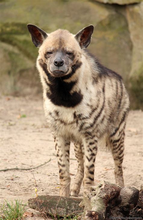 Pin By Brix Arcana On Wild Thangs Striped Hyena Cute Animals Hyena