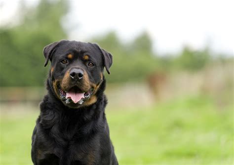 The 25 Largest Most Lovable Dog Breeds Dog Breeds Rottweiler