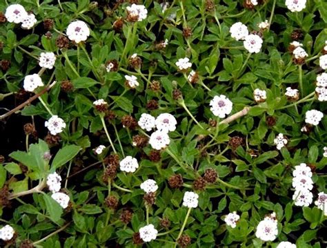 Planta Tapizante De Lippia Nodiflora Se Adhiere Al Suelo