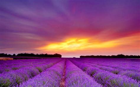 Lavender Field Landscape Lavender Fields Field Wallpaper Purple Sunset