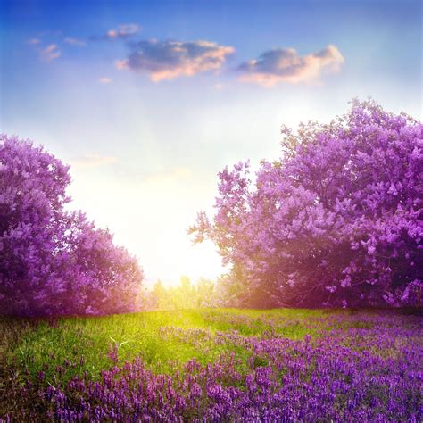 Pin By Naz Akman On Doğa Spring Landscape Lilac Tree Lilac Flowers