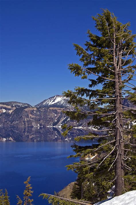 Tree Over Crater Lake Photograph By Kristen Vota Fine Art America