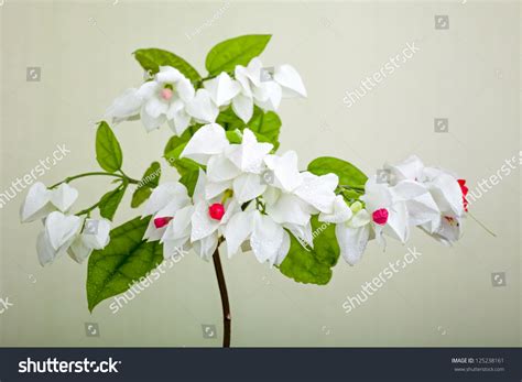 Clerodendron Thomsoniae Flowers Flowering Plant Genus Stock Photo