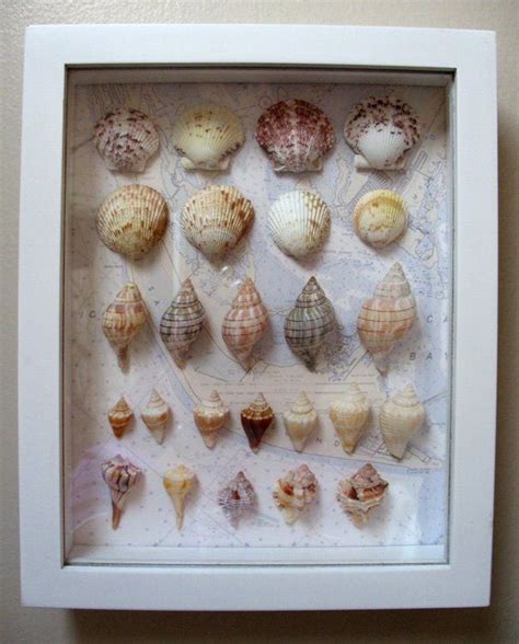 Sea Shell Shadow Box From Shells Collected At Sanibel Island Florida