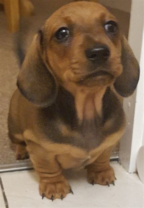 Miniature Smooth Haired Dachshund Puppies In Finedon