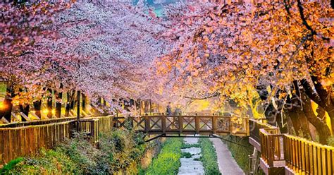 South Korea Cherry Blossom 2023 Tripzilla