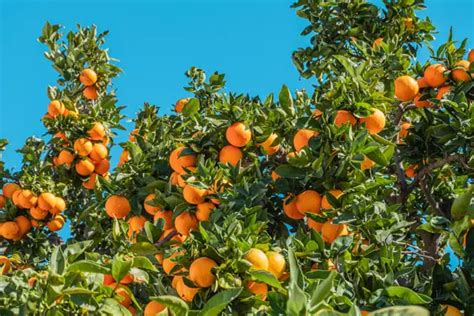 Orange Trees Uk Growing And Care Of Orange Trees Fruit Expert