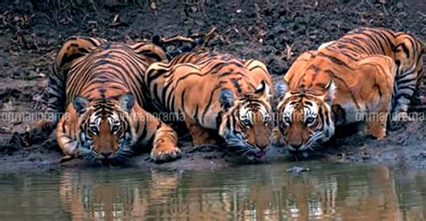 Drastic Surge In Keralas Tiger Population International