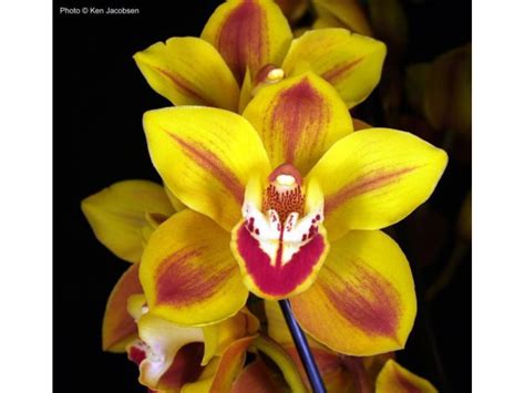 Save up to 30% online at biome, australia's largest zero waste, ethical eco store that is 100% palm oil free. Gold Coast Cymbidium Growers Annual Orchid Show & Sale ...