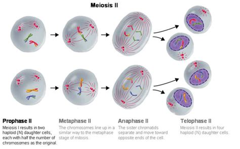 Stages Of Meiosis 2