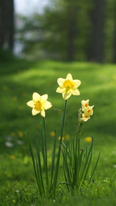 Two Yellow Daffodils Are In The Grass
