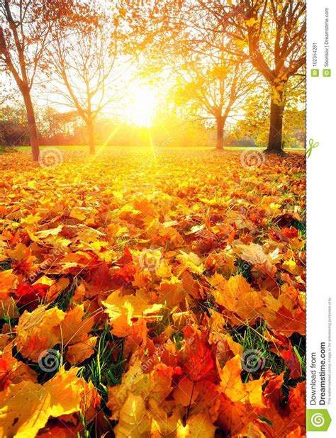 Sunny Autumn Maples In The Park Stock Image Image Of Blue Plant