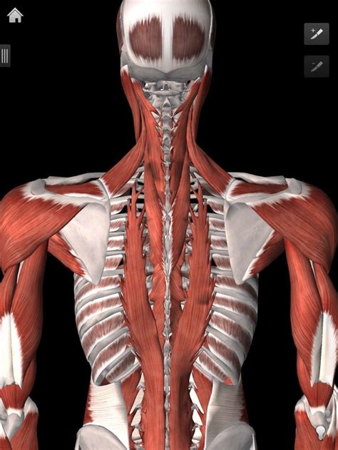 Busta1212 on september 17, 2013 @ 5:00am est5edt category: What is a Deep Tissue Massage? | Deep tissue massage, Deep ...