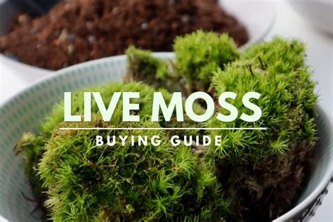 Buying Live Moss A Luscious Green Guide To Sourcing And Prep